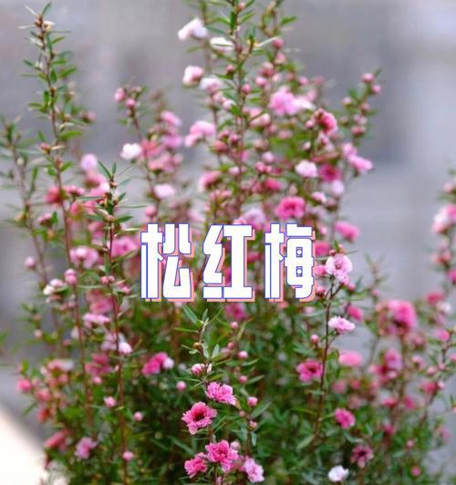 家里养松红梅风水好吗？（探讨松红梅在家居风水中的作用及注意事项）