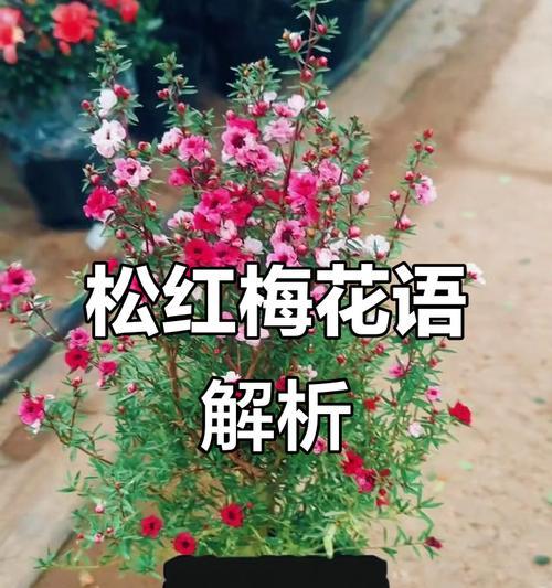 家里养松红梅风水好吗？（探讨松红梅在家居风水中的作用及注意事项）
