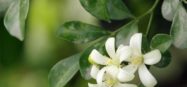 兰的花期及其生长特点（探寻兰的生命密码——从花期与生长特点看起）