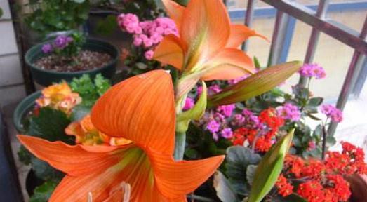 兰的花期及其生长特点（探寻兰的生命密码——从花期与生长特点看起）