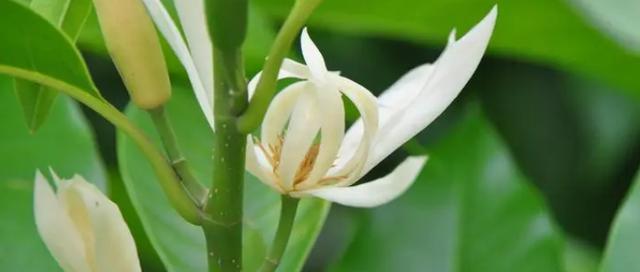 兰的花期及其生长特点（探寻兰的生命密码——从花期与生长特点看起）