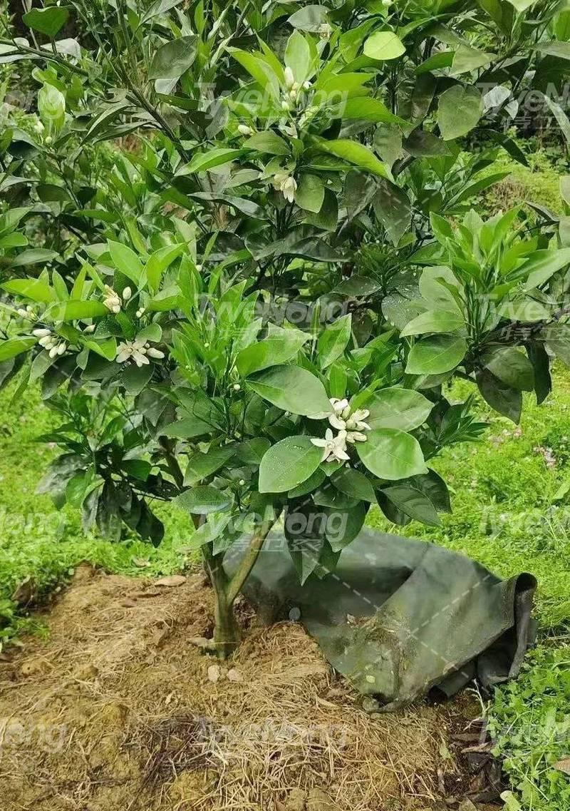 如何给杨树施肥？