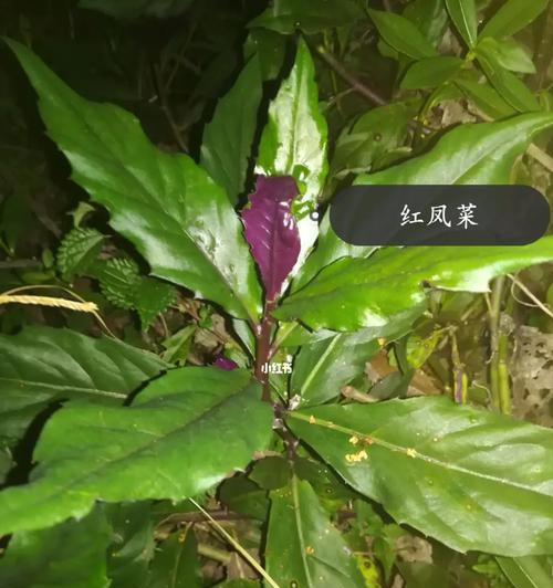 红凤菜的秘密（揭开红凤菜真实面貌，让你惊叹！）