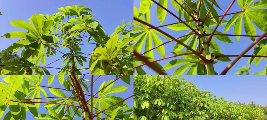 了解木薯（植物分类、起源与特点）