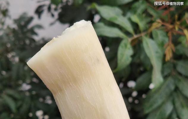 了解木薯（植物分类、起源与特点）