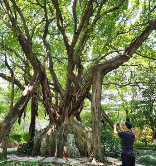 探秘大树的发芽、生长、繁殖和老化（探秘大树的发芽、生长、繁殖和老化）