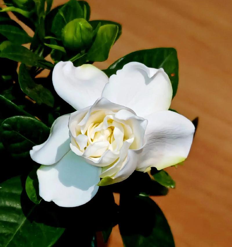 等你娶我——让爱情花开的花语（探寻令人神往的爱情之花——以什么花的花语为例）