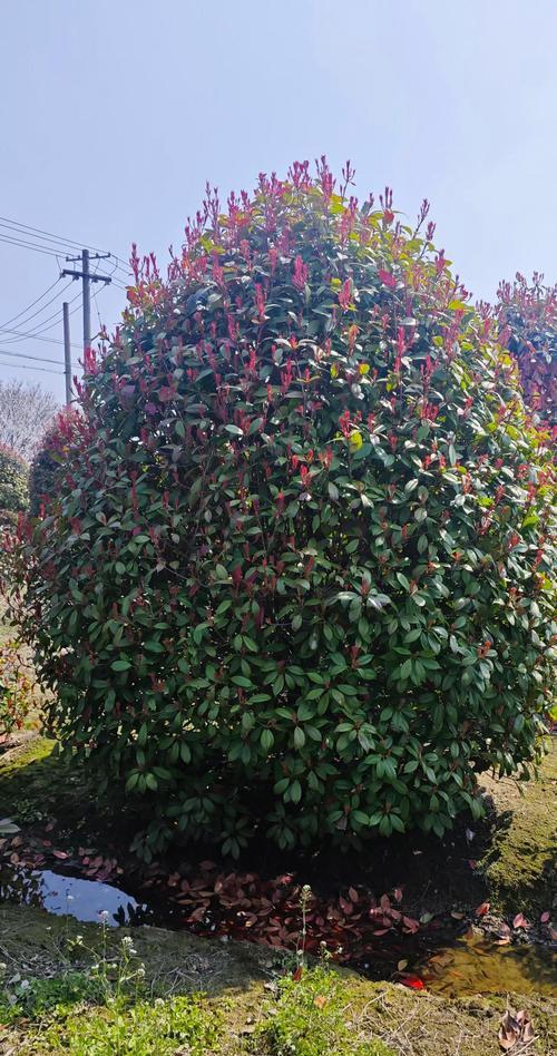 红叶石楠的生长速度及其优势（一年能长多少？探究红叶石楠的生长特点和种植技巧）