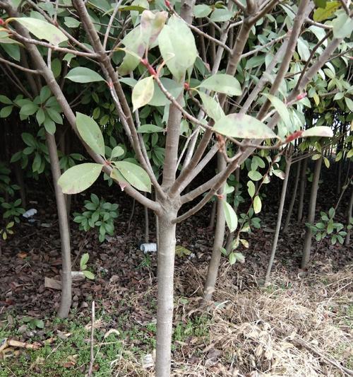 红叶石楠的生长速度及其优势（一年能长多少？探究红叶石楠的生长特点和种植技巧）