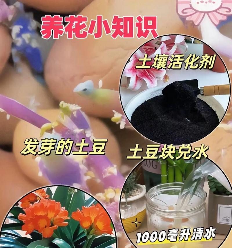 土豆水浇花，神奇的植物营养液（别浪费了，这些植物会非常感谢你！）
