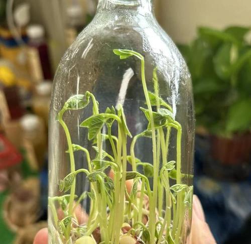 土豆水浇花，神奇的植物营养液（别浪费了，这些植物会非常感谢你！）