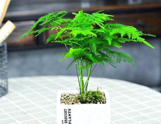 文竹的分盆时间及注意事项（合理时机使文竹更易生长，这些技巧帮你成功移栽）