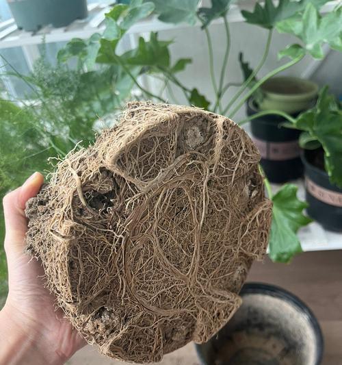 文竹的分盆时间及注意事项（合理时机使文竹更易生长，这些技巧帮你成功移栽）