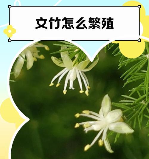 文竹的分盆时间及注意事项（合理时机使文竹更易生长，这些技巧帮你成功移栽）
