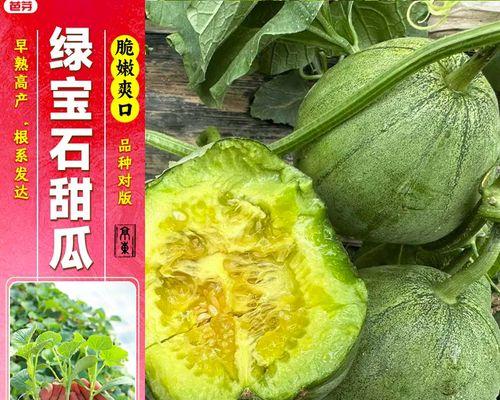 甜瓜生芽了还能吃吗？（如何判断甜瓜是否可以食用，生芽的甜瓜有哪些食用注意事项？）