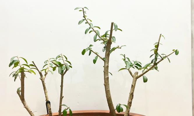 女贞嫁接技巧大揭秘（掌握嫁接技巧，打造繁花似锦的女贞园）