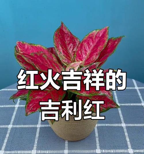 吉利红（让卧室温馨舒适，打造健康睡眠环境）