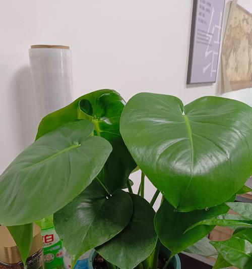 常春藤植物如何有效吸附甲醛（探究常春藤植物在室内净化空气中的重要性）
