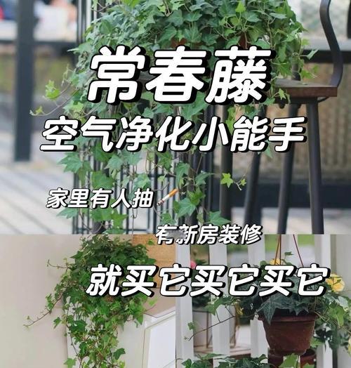 常春藤植物如何有效吸附甲醛（探究常春藤植物在室内净化空气中的重要性）