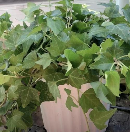 常春藤植物如何有效吸附甲醛（探究常春藤植物在室内净化空气中的重要性）