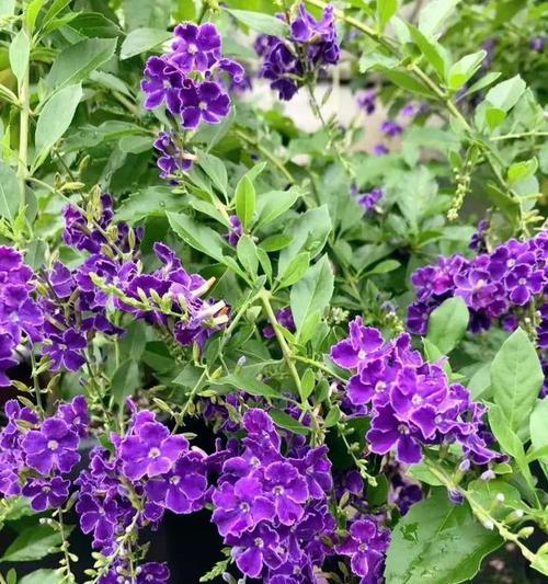 假连翘的花语和寓意（探索假连翘在文化中的含义）
