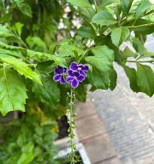 假连翘的花语和寓意（探索假连翘在文化中的含义）