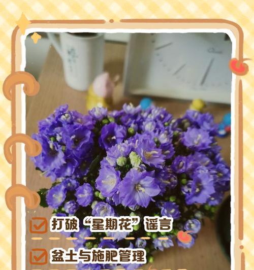 了解丹麦风铃的花期（探究丹麦风铃的生长习性及养护方法）
