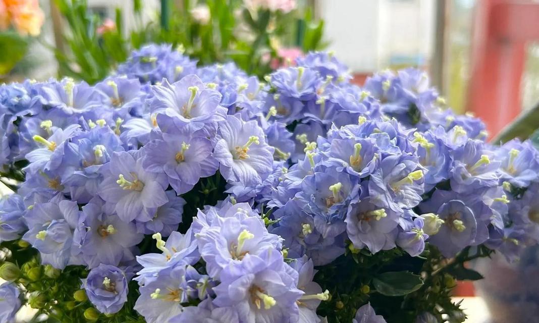 了解丹麦风铃的花期（探究丹麦风铃的生长习性及养护方法）