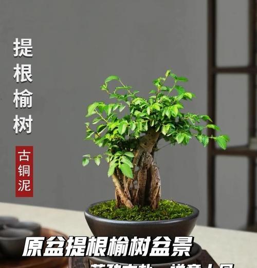 家里种榆树的好处与方法（打造舒适的生活环境，培育健康的心灵）