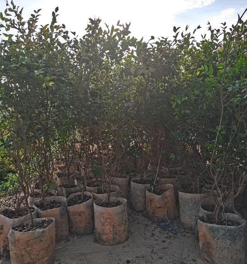 家庭种植葡萄树指南（从品种选择到养护管理，让你在家也能享受美味的葡萄果实）
