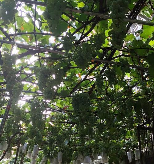 家庭种植葡萄树指南（从品种选择到养护管理，让你在家也能享受美味的葡萄果实）