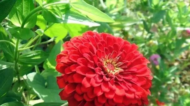探访希腊国花的优美与文化（探访希腊国花的优美与文化）
