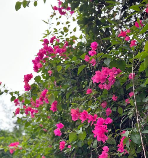 木槿花的栽培技巧与注意事项（地栽木槿花，打造美丽庭院）