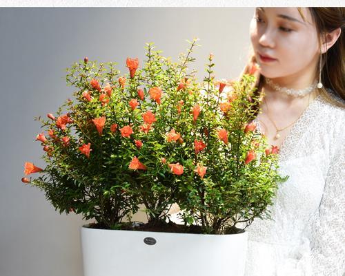 石榴花适合室内养吗？（探究石榴花的养护技巧及注意事项。）