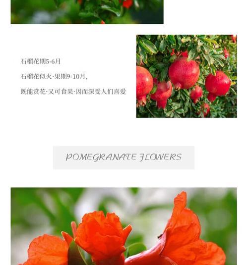 石榴花适合室内养吗？（探究石榴花的养护技巧及注意事项。）
