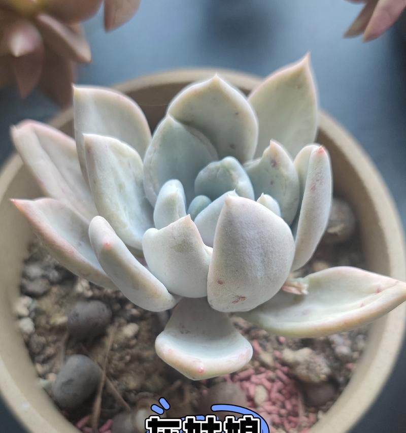凉开水对多肉的影响（探究凉开水浇灌多肉的效果及注意事项）