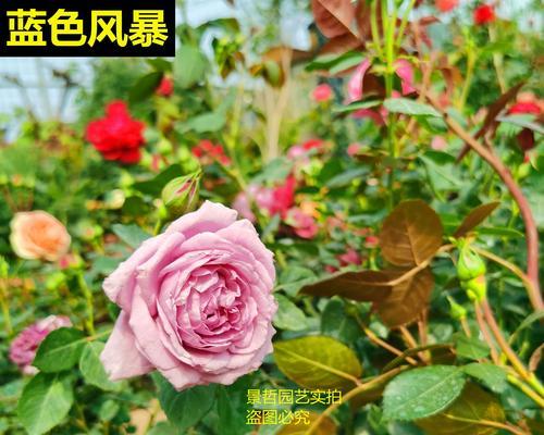 乙女心月季的优缺点全面解析（适合情感表达，但需要注意病虫害防治）