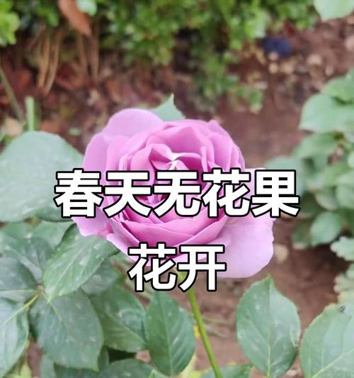 无花果竟然能开花？不可思议！（了解无花果开花的颜色和样子）