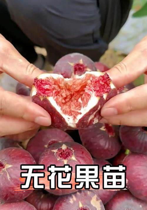 无花果竟然能开花？不可思议！（了解无花果开花的颜色和样子）