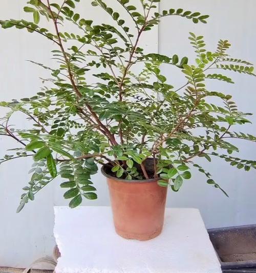 清香木种子播种方法（如何成功种植清香木）