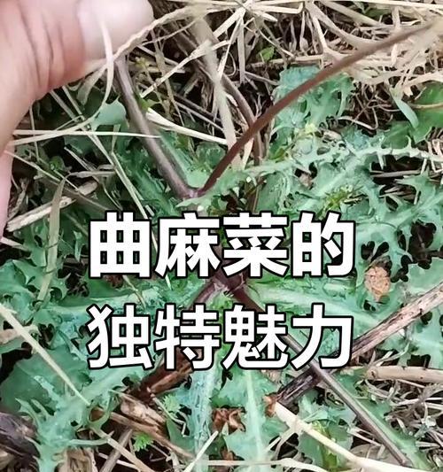 曲麻菜，你了解吗？（探秘曲麻菜的药食两用之妙）