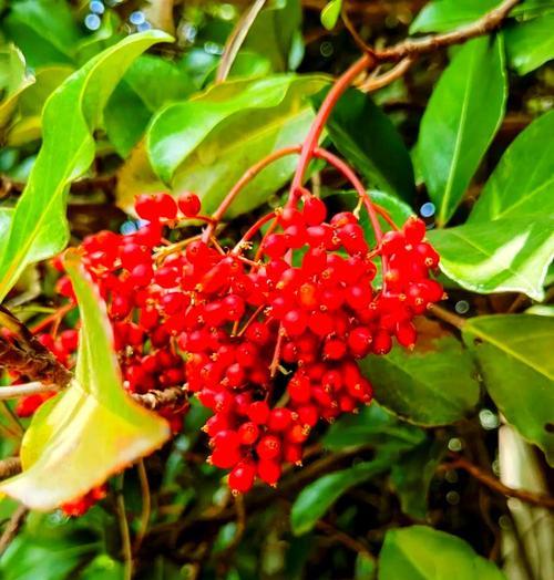 绿色的冬天——探秘冬季常绿树种（欣赏在寒冷季节中永不凋零的美景）