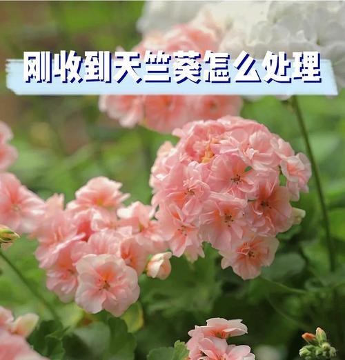 天竺葵换盆时间与技巧（如何做好天竺葵的换盆工作）