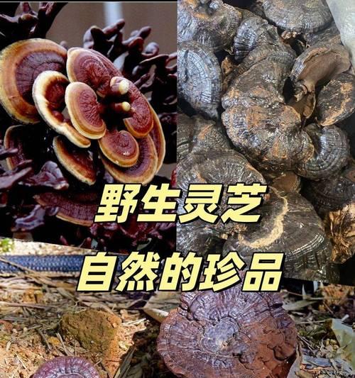灵芝的生长环境及喜好（探究灵芝成长的土壤、气候和温度）