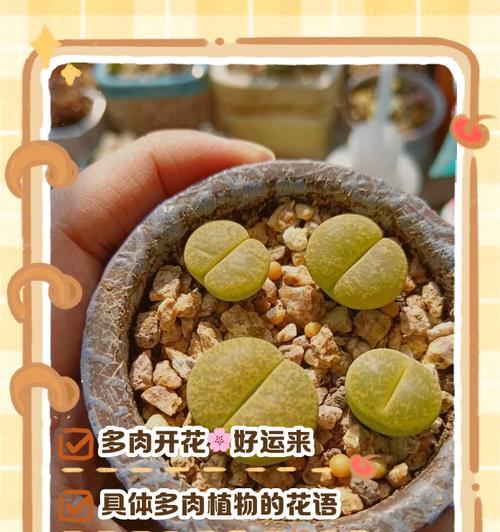 万重山之谜（探究万重山开花的花语与寓意）