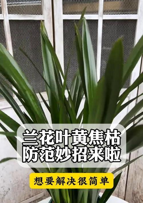 兰花叶子干枯怎么办？——兰花叶子干枯救治方法详解