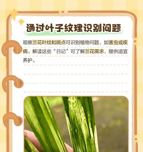 兰花叶子干枯怎么办？——兰花叶子干枯救治方法详解