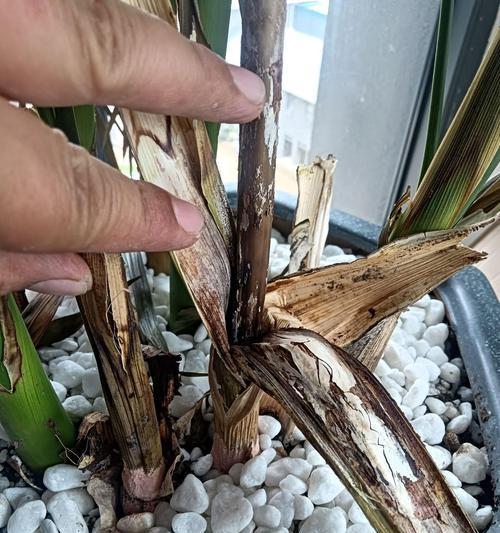 如何科学浇水凤尾竹？（夏季多久浇一次水？）