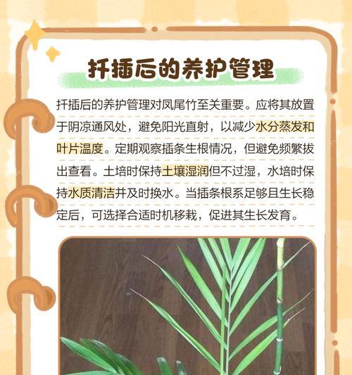如何科学浇水凤尾竹？（夏季多久浇一次水？）