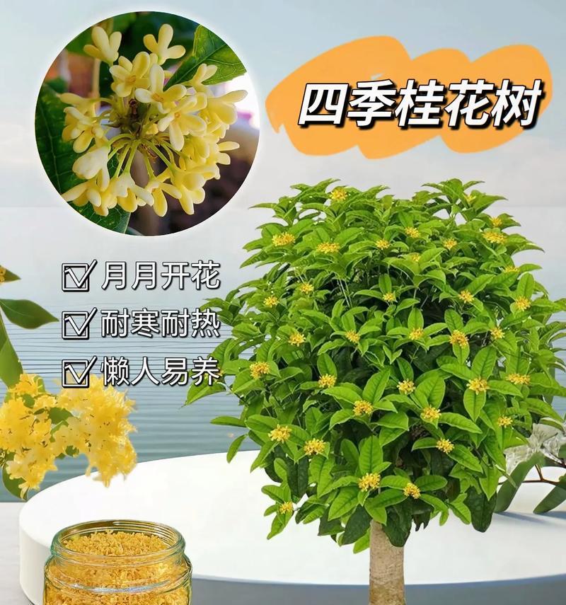 如何在室内养护桂花（室内桂花的养护方法和注意事项）